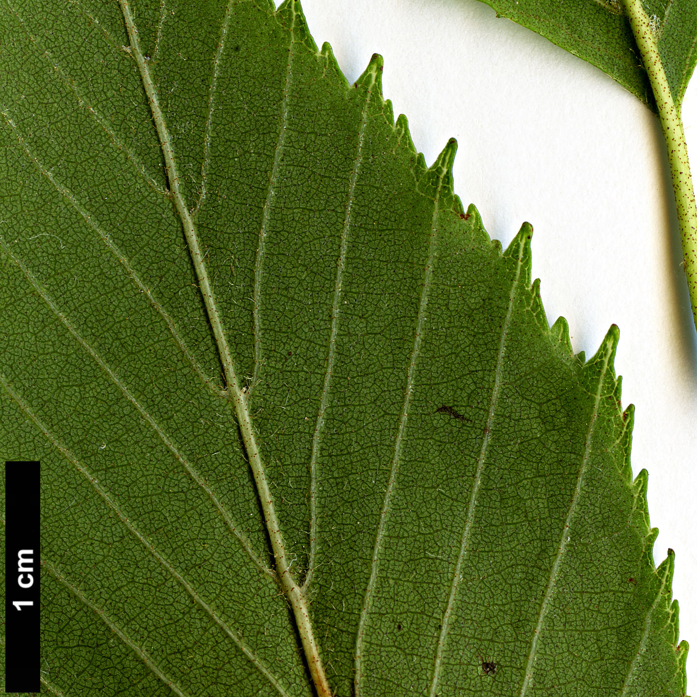 High resolution image: Family: Betulaceae - Genus: Alnus - Taxon: acuminata